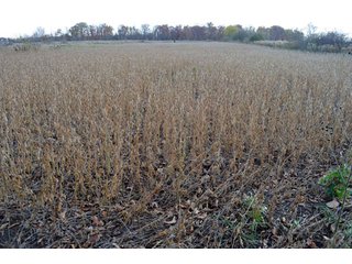 Property photo 53 - 127 Acres Offered in 8 Tracts - Allen & Dekalb County Land